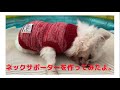 【チワワの認知症】首が地面に突いちゃうからネックサポーターを作ったよ！