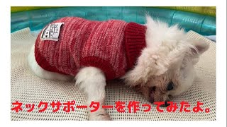 【チワワの認知症】首が地面に突いちゃうからネックサポーターを作ったよ！