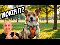 Should I use dog harness? Should I use dog harness?