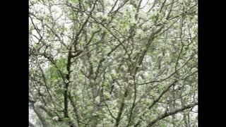 Chelsea Cutler - Sixteen (Aerie remix VIP)