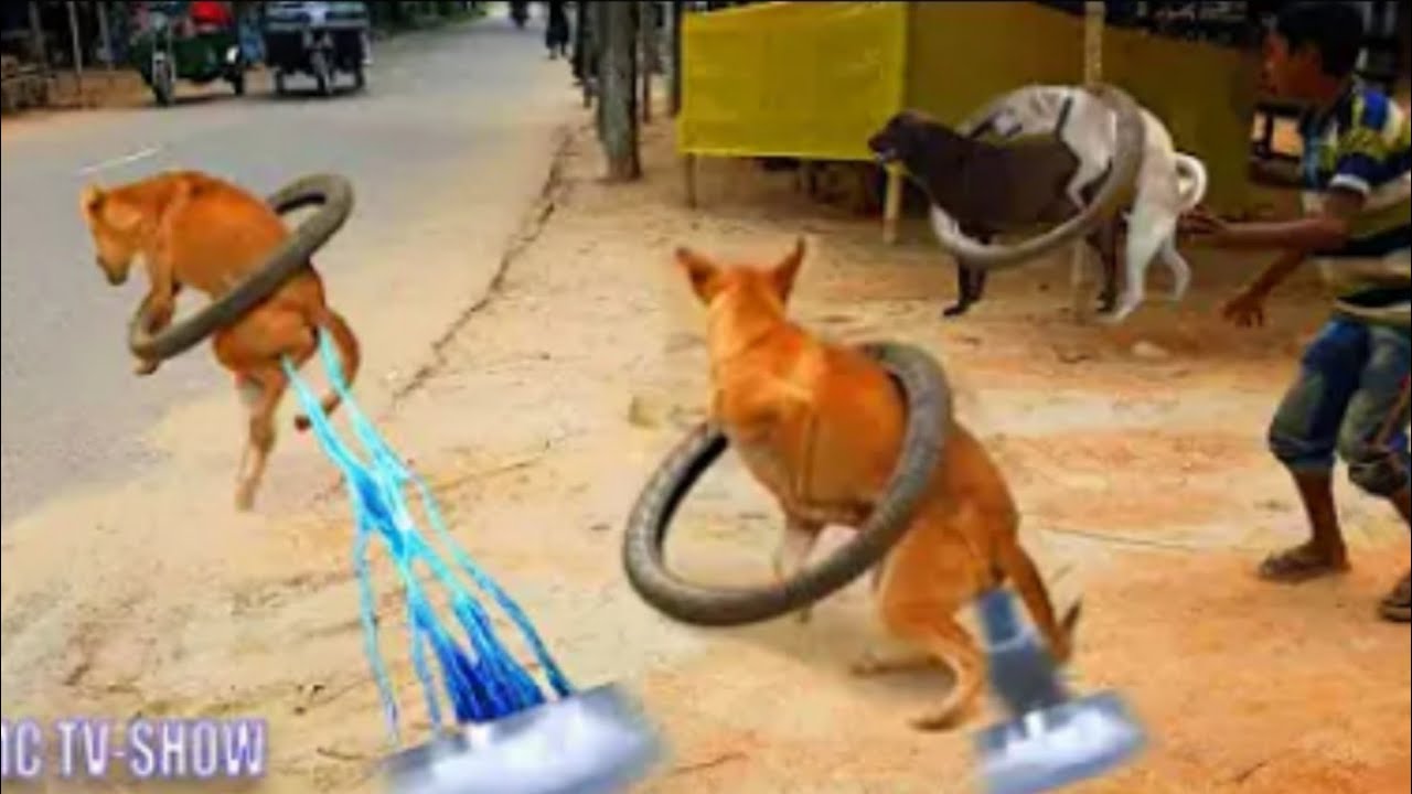 Top 20 Funniest Prank Dog Compilations | Motor tire Ring Prank on Sleep Dog