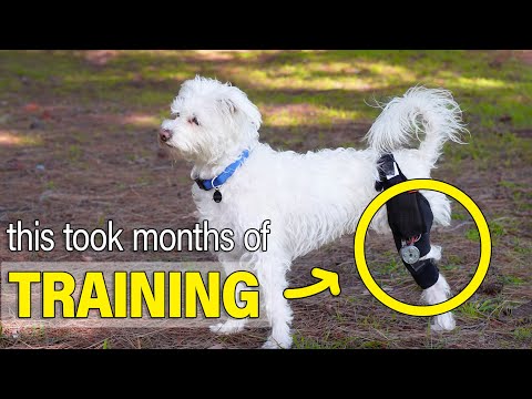 I built an exoskeleton for my three-legged dog