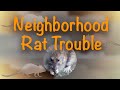 Neighborhood Rat Trouble