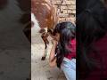 Baby Drinking Goat Milk Viralvideo Animals Cute Goat 