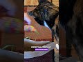 Your cat's favorite toy just came back to life #cathacks #satisfying