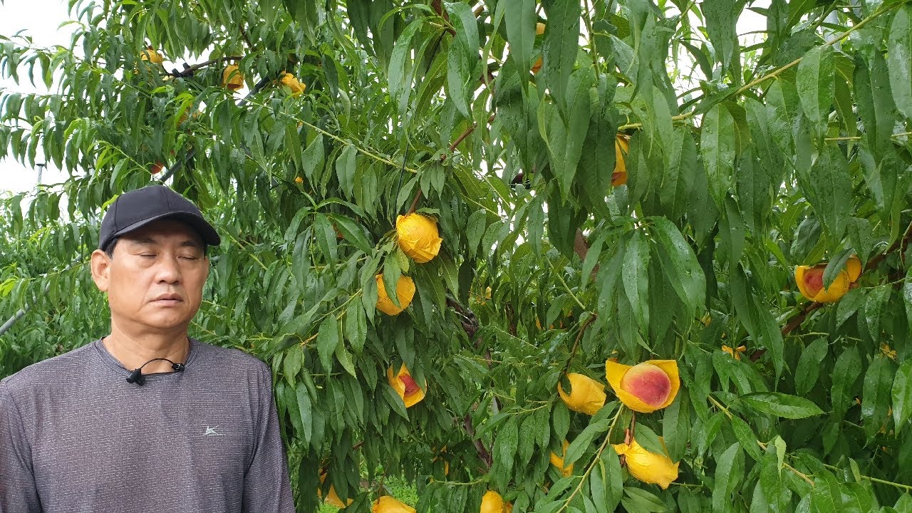 특허품종 초황도 조생종 복숭아 행복농원(010-8802-9255)