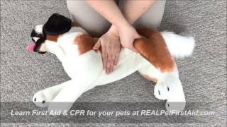 REAL Pet First Aid Training Class: Airway Breathing & Circulation, The ABC Check