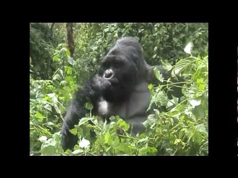 Tracking Mountain Gorillas on safari with Nomad Africa Adventure Tours