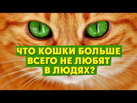 Что кошки больше всего не любят в людях?