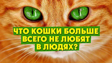 Что кошки больше всего не любят в людях?