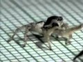 Here's a spider doing the rumba