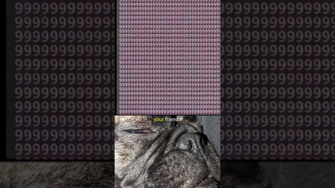 can you find it?🐕😄😃