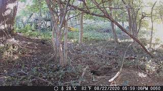 Trailcam captures visitors to our back 40