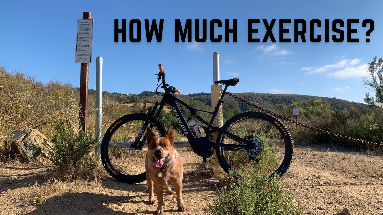 How Much Exercise Does An Australian Cattle Dog Really Need?