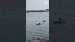 Killer whales spotted at Yaquina Bay in Newport, Oregon