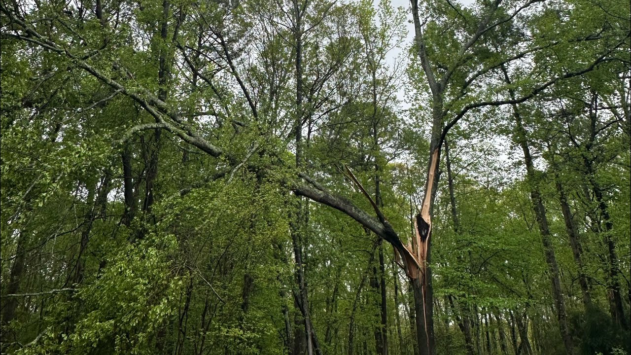 Emergency storm damage tree removal - YouTube