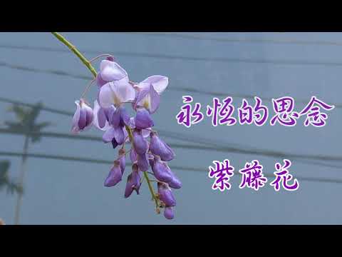 #紫藤花季《嘉義瑞里》 20190319