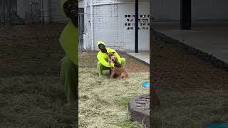 BCSO: Bondable Pups