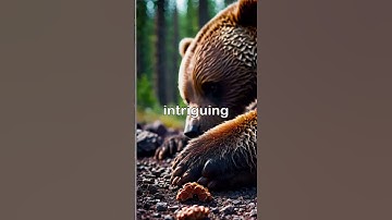 🐻 Why Do Bears Hibernate? The Science of Survival #facts #animalfacts #animals #wildlife
