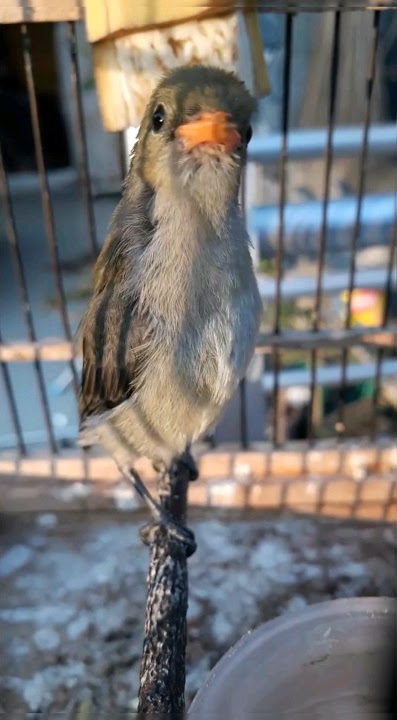 Burung Kemade Mandiri Ngeriwik Halus!