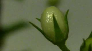 CHDK time lapse