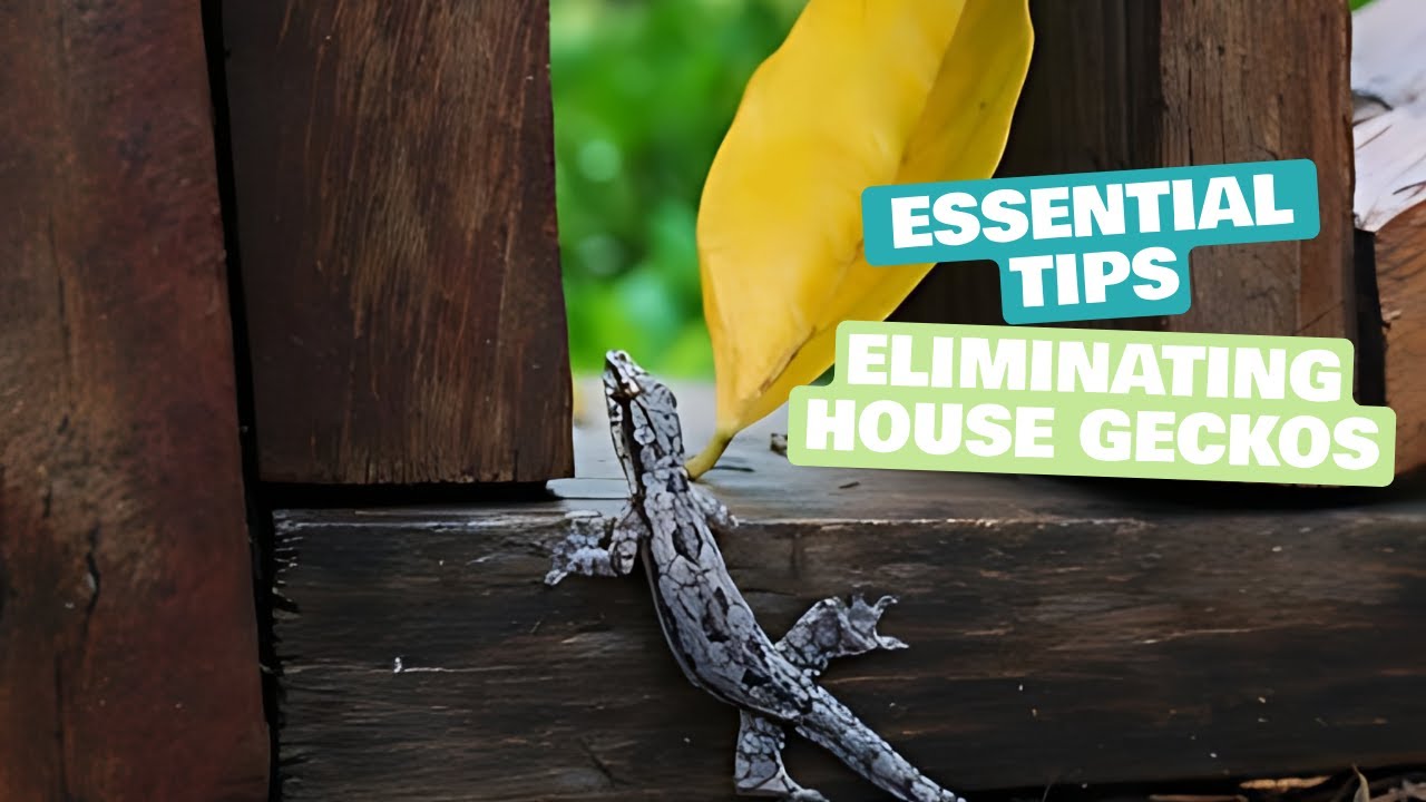 How to Eliminate House Geckos  Essential Tips for Successfully