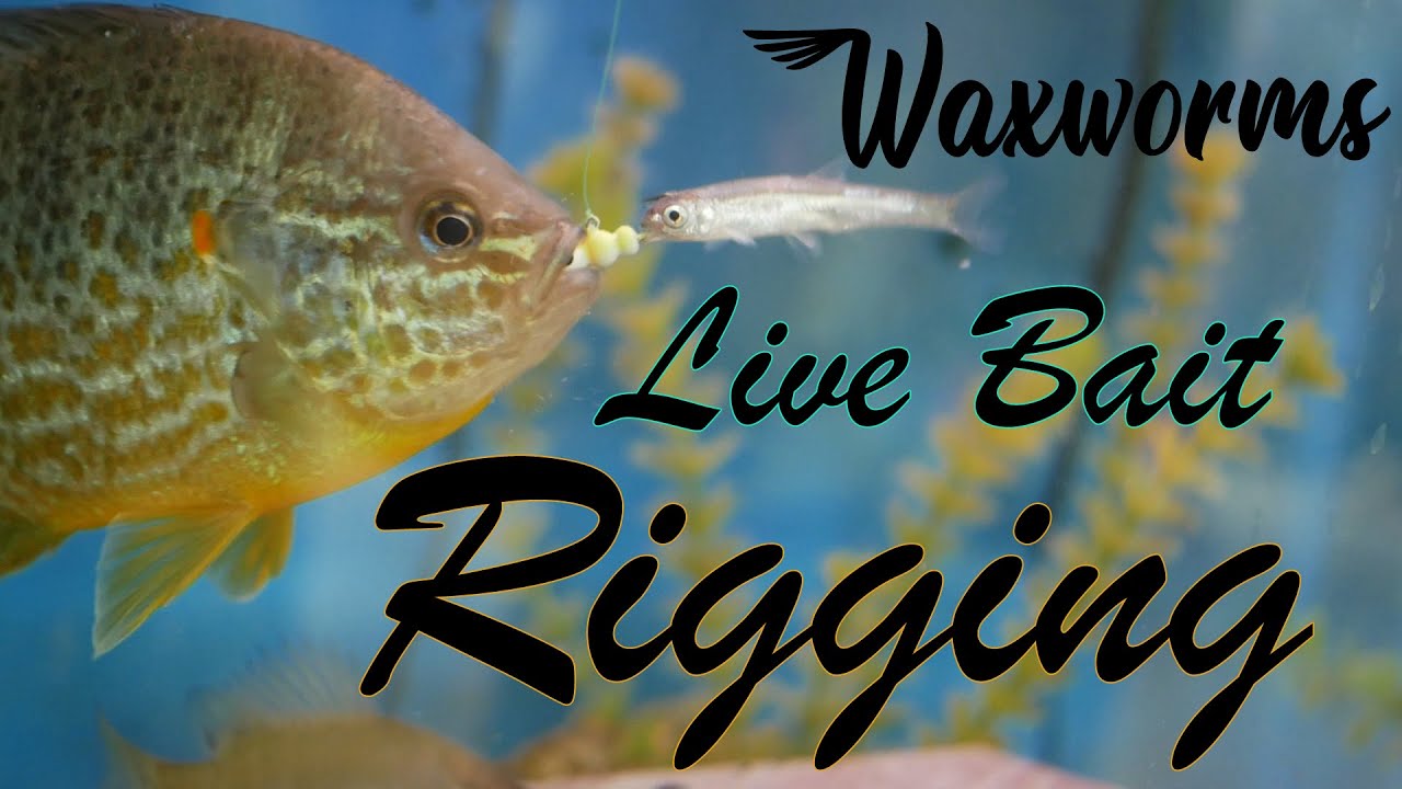 Live Bait Rigging | Waxworms