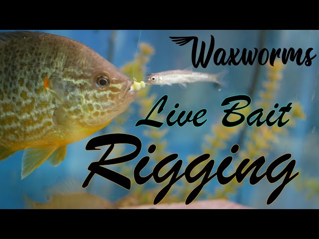 Live Bait Rigging  Waxworms 