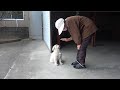 【ゴールデンレトリバー子犬のパニック動画】ばあちゃんムチャぶり※効果音のないバージョンもアップさせていただきました!概要欄ご覧下さい。