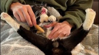 【ブラッシングされる猫のお手本動画】これであなたもブラッシングされる名人に♪