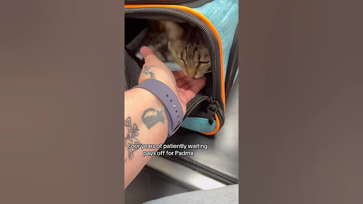 Padma’s journey to her new home begins! #foreverhome #cathistory #hapoycat #goodgirl #thecatterycc