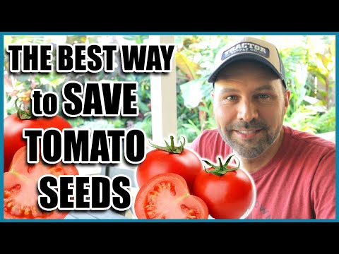 How to Save Tomato Seeds for Next Year