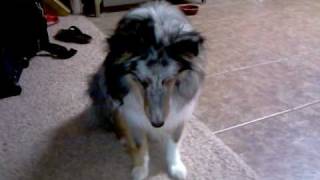 Murphy The Waving Dog