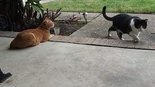 Homeless Cats taking over my front yard by Red Bwoy TV ANIMALS 9,165 views 3 years ago 1 minute, 59 seconds