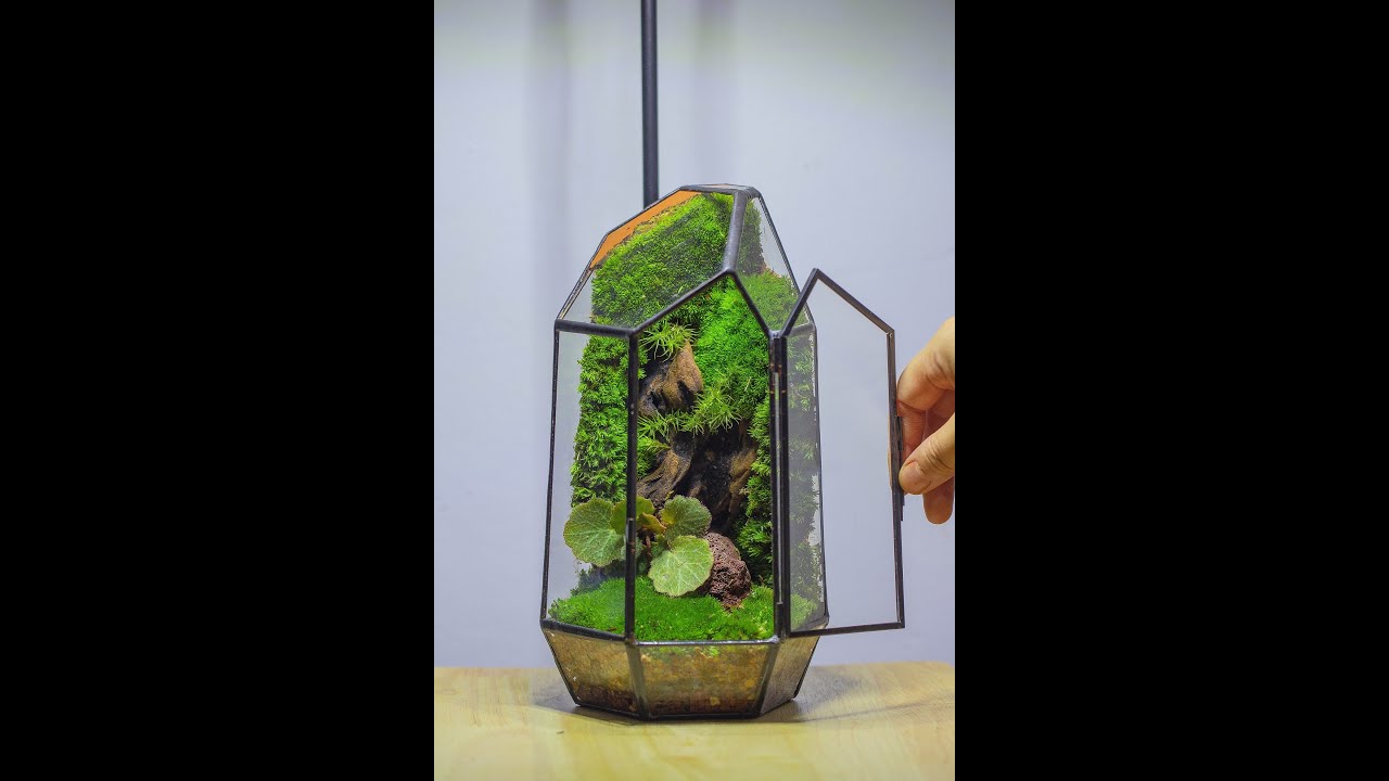 small moss wall terrarium building tutorial - YouTube