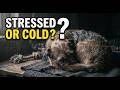 Curled Up Dogs: The Sad Truth Revealed