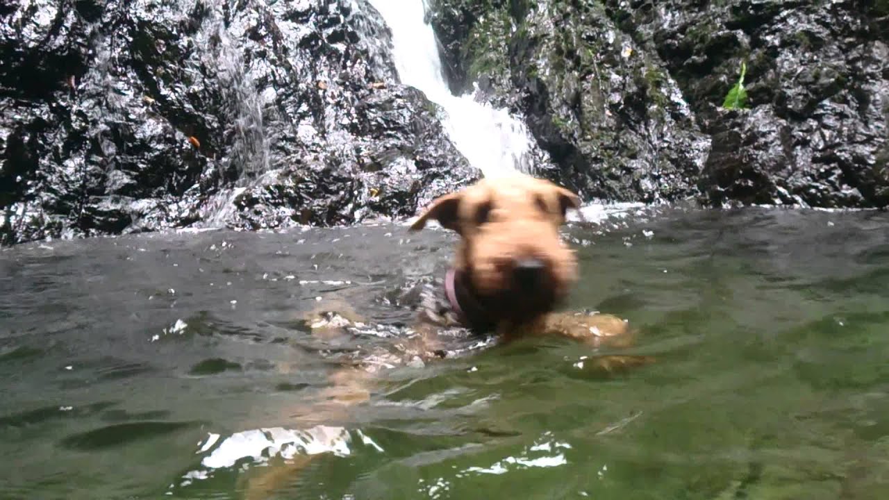 Airedale terrier is swimming