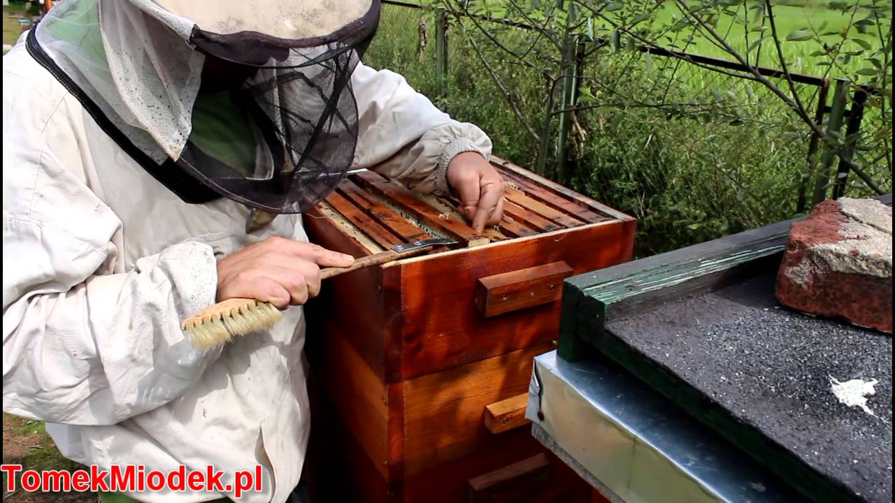 Ostatnie miodobranie u Elgona od Polbarta