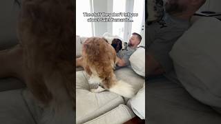 The Struggles of owning Saint Bernards #dogsoftiktok #saintbernard #funnyvideo #dogshorts #fyp