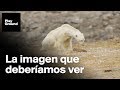 En este oso polar se ven las consecuencias del cambio climático.