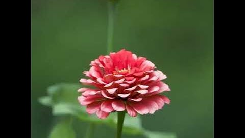 سورة القارعة مكررة بصوت هزاع البلوشي