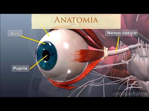 Vídeo: Nervo óptico - estrutura, funções e doenças