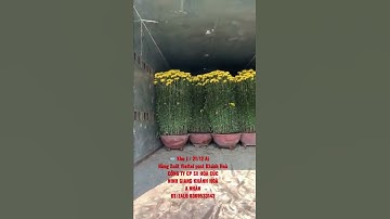 Hoa Cúc Đại Đóa Tết 2022 Xuất Viettel Khánh Hoà 21/12 Al CÔNG TY CP SX KD HOA CÚC KHÁNH HOÀ A NHÀN