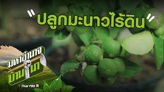 การปลูกมะนาวไร้ดิน : สูตรลับฉบับออนไลน์