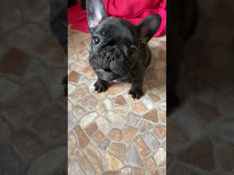 Französische Bulldogge