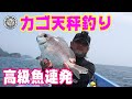カゴ天秤釣りで高級魚連発!!