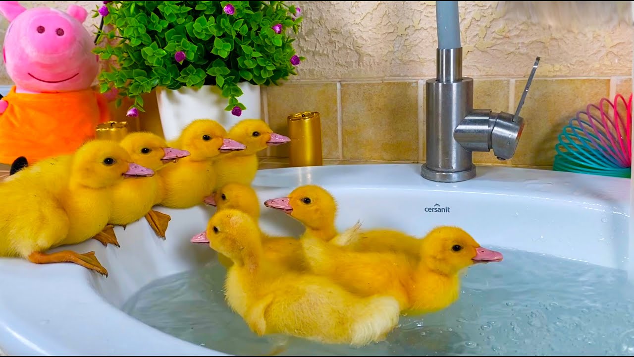 Утята весело прыгают в воду и плавают в раковине