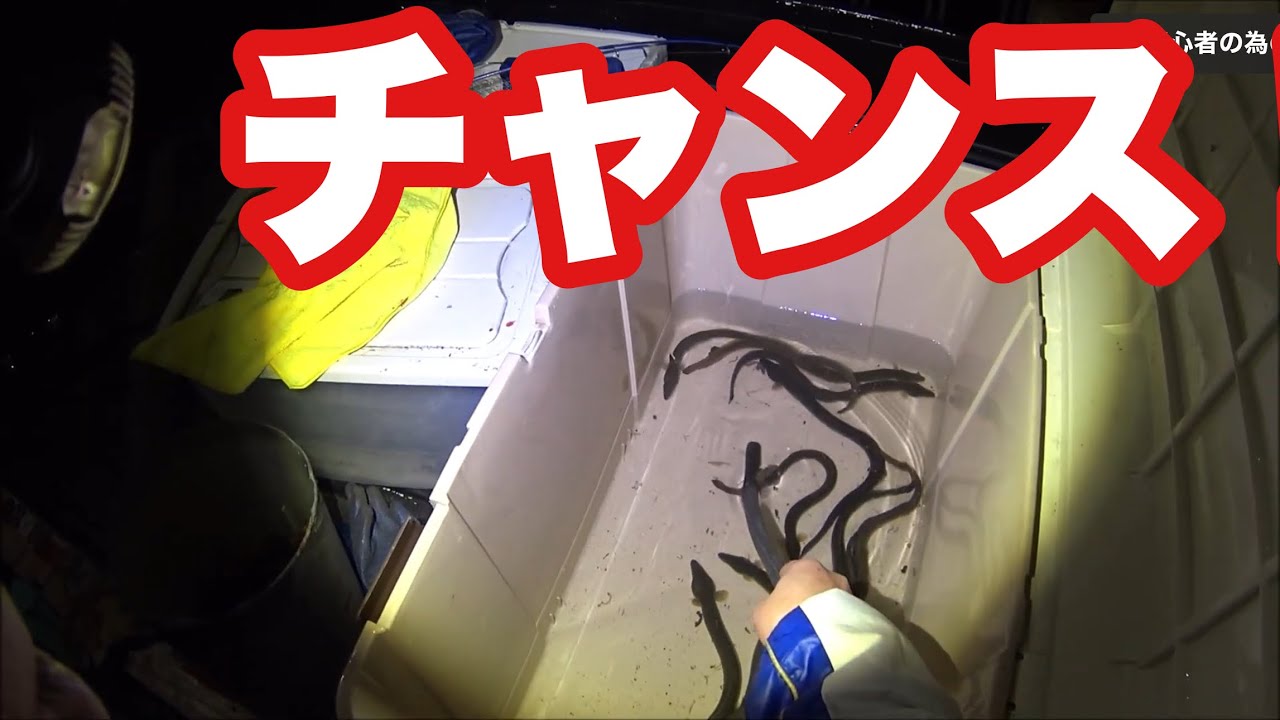 うなぎ年間100キロ以上釣るやり方。冬のウナギ釣り編。説明欄にすこしづつ書いていきます！