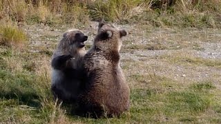 435 Hollys spring cub and adopted yearling play fight, Sept. 27, 2014