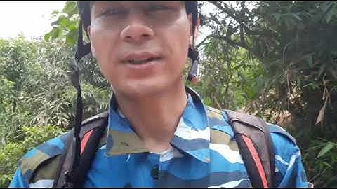 ĐI TÌM CÂY TẮC KÈ ĐÁ  CHỮA ĐAU LƯNG- CỐT TOÁI BỔ